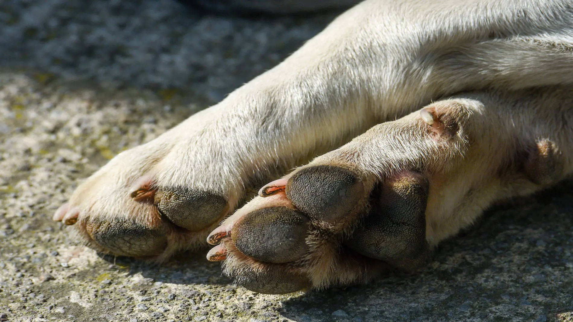 885853_Dia Internacional del Perro Callejero -2_impreso